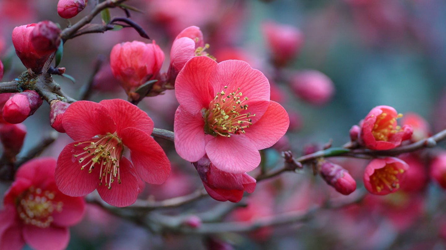 10 Essential Garden Plants That Require Pruning In The Crucial Window Of January Or February