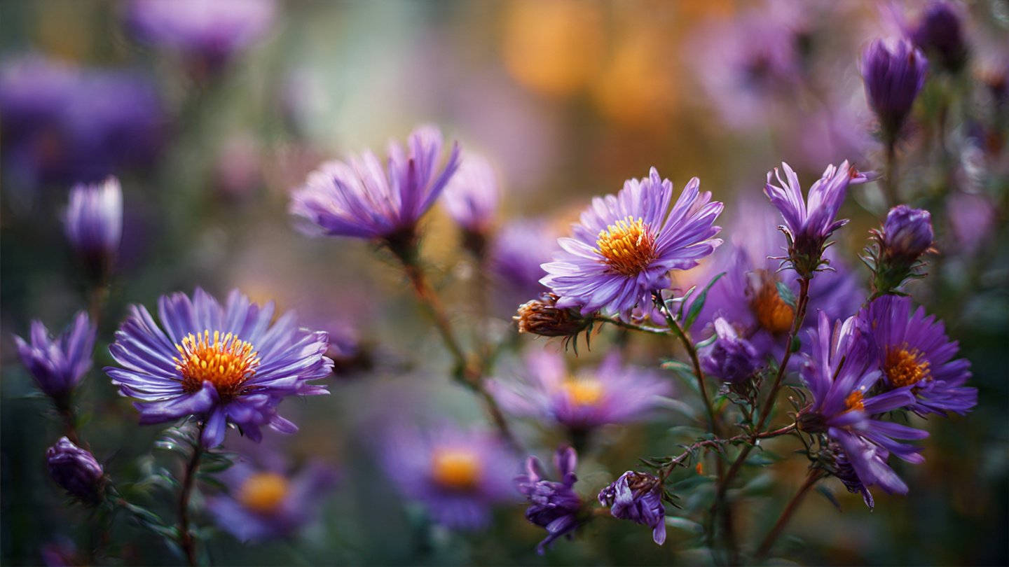 5 Flowers That Attract Pollinators to Your Garden Effectively According to Experts