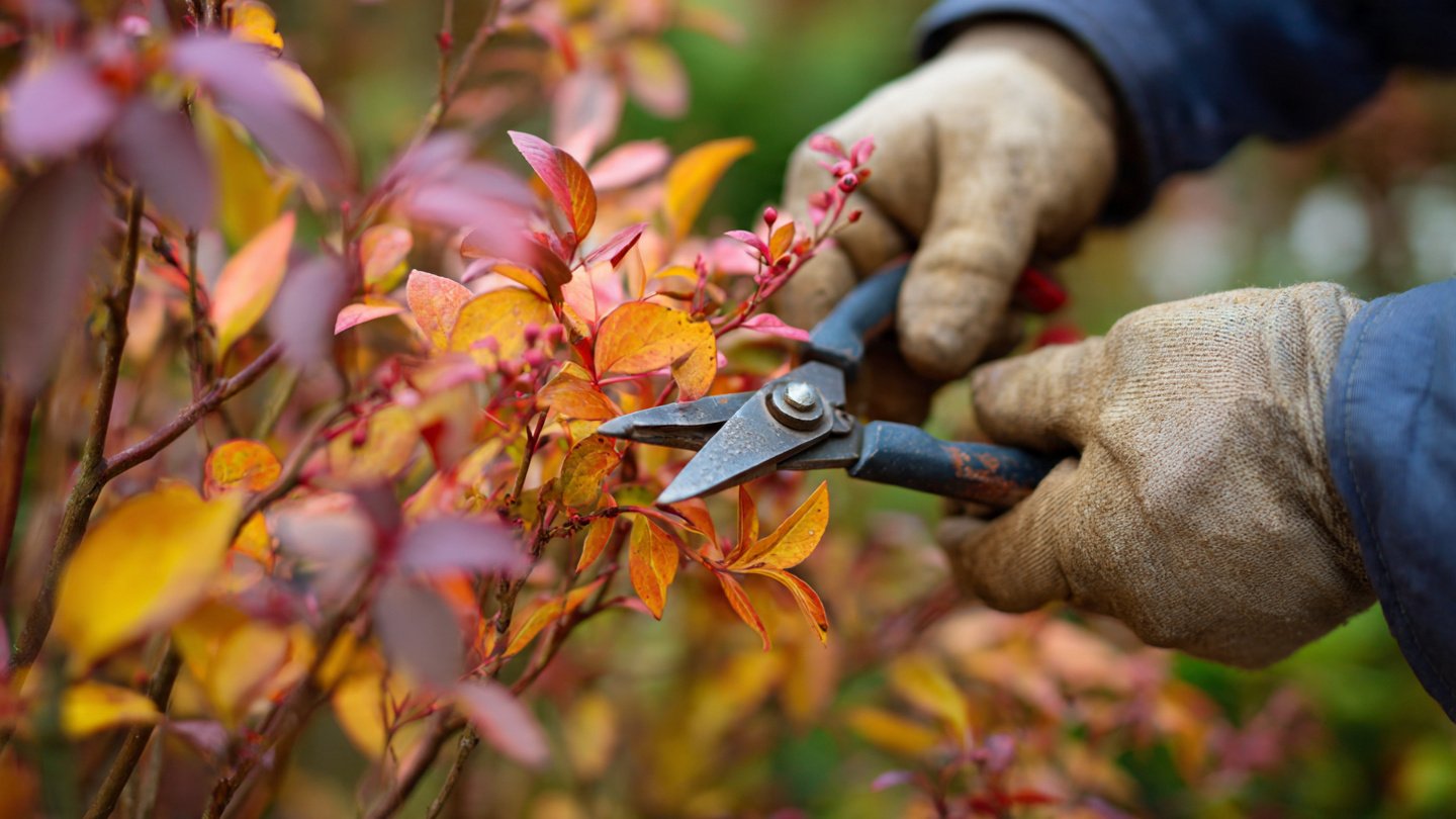 6 Plants to Prune in the Fall (and 3 You Can Safely Skip)