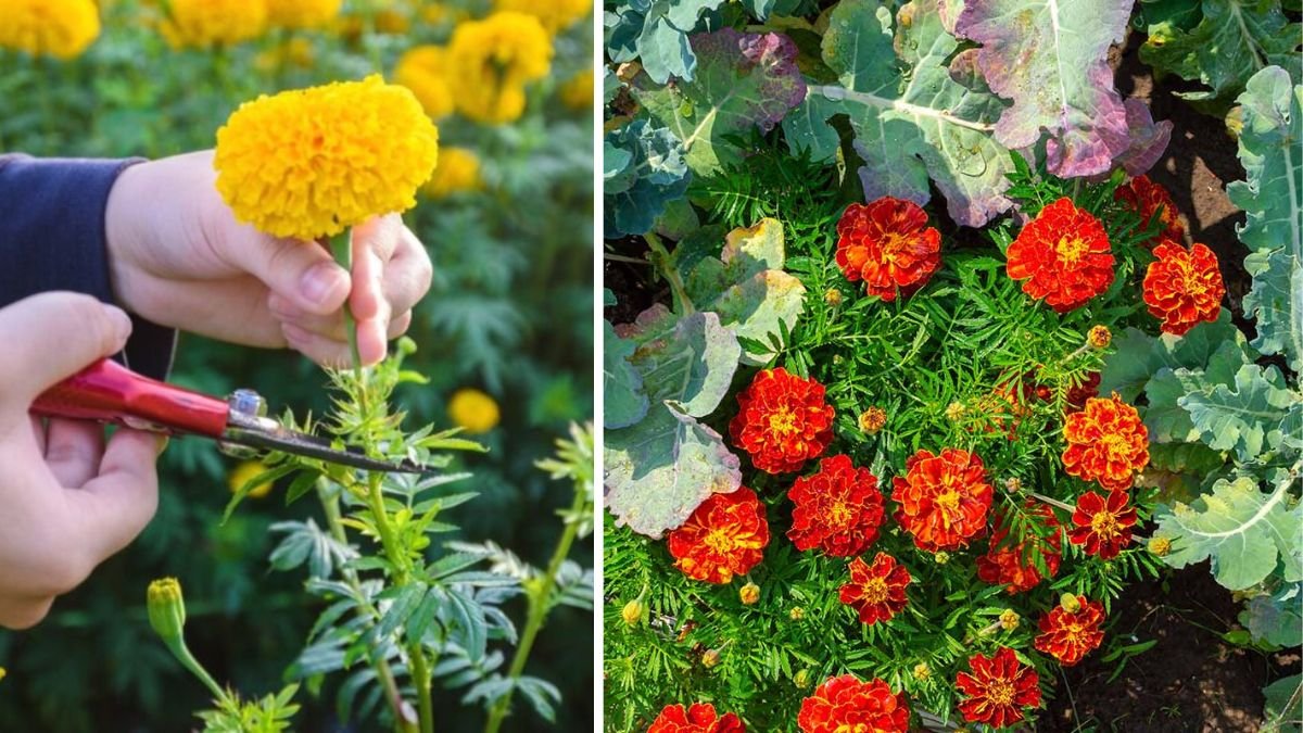 What Surprising Advantages Can Marigolds Bring to Your Vegetable Garden?