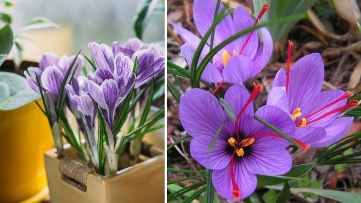 Can You Really Grow Your Own Saffron for Pennies in a Small Pot?