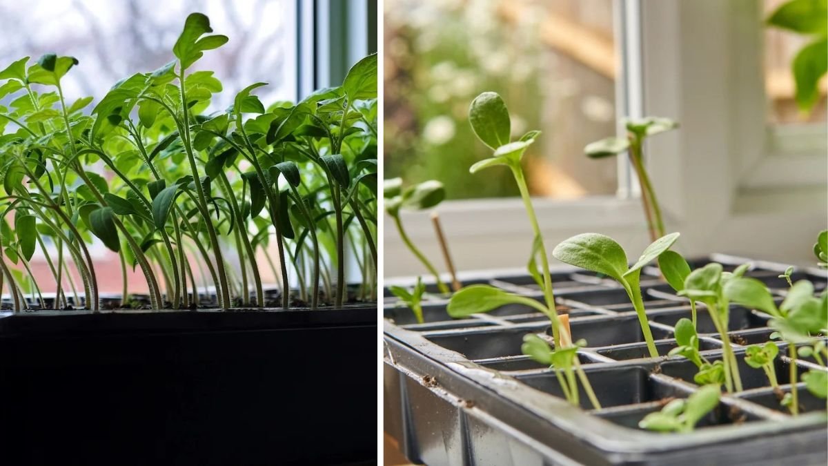 Why Are Your Seedlings Leaning Toward the Window?