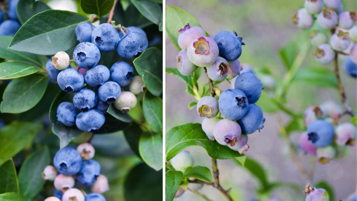 How To Start Berry Bushes From Cuttings—It's Easier Than You Think