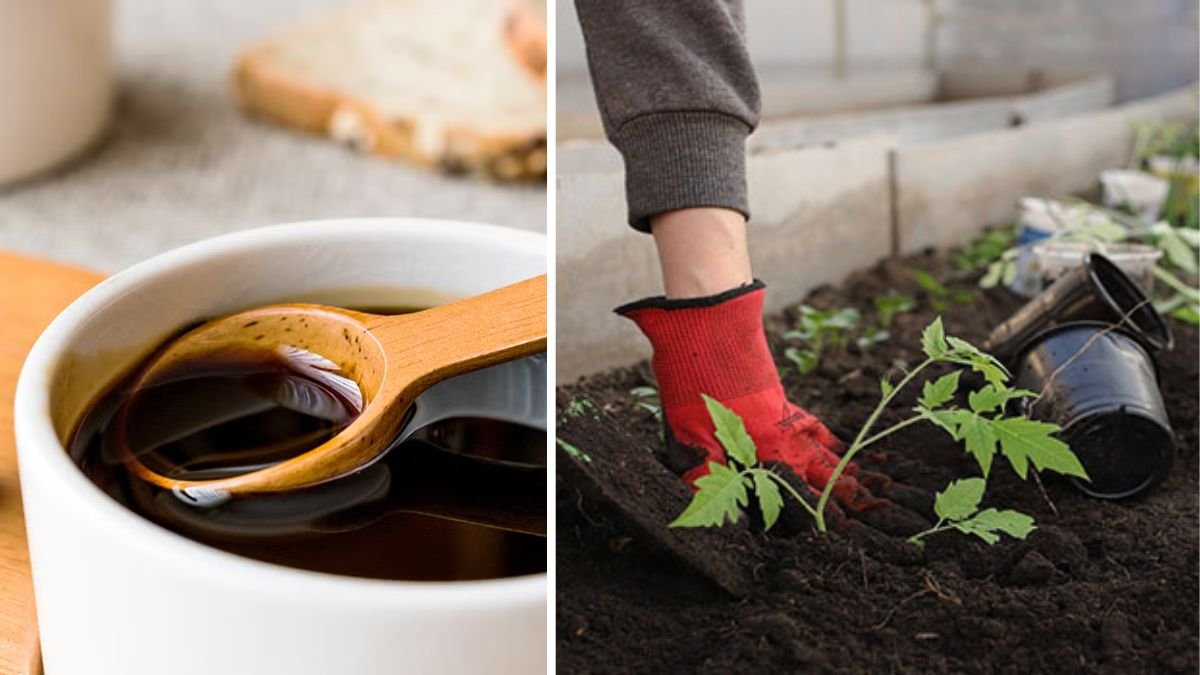What Makes Molasses a Secret Weapon for Boosting Your Soil Bacteria?