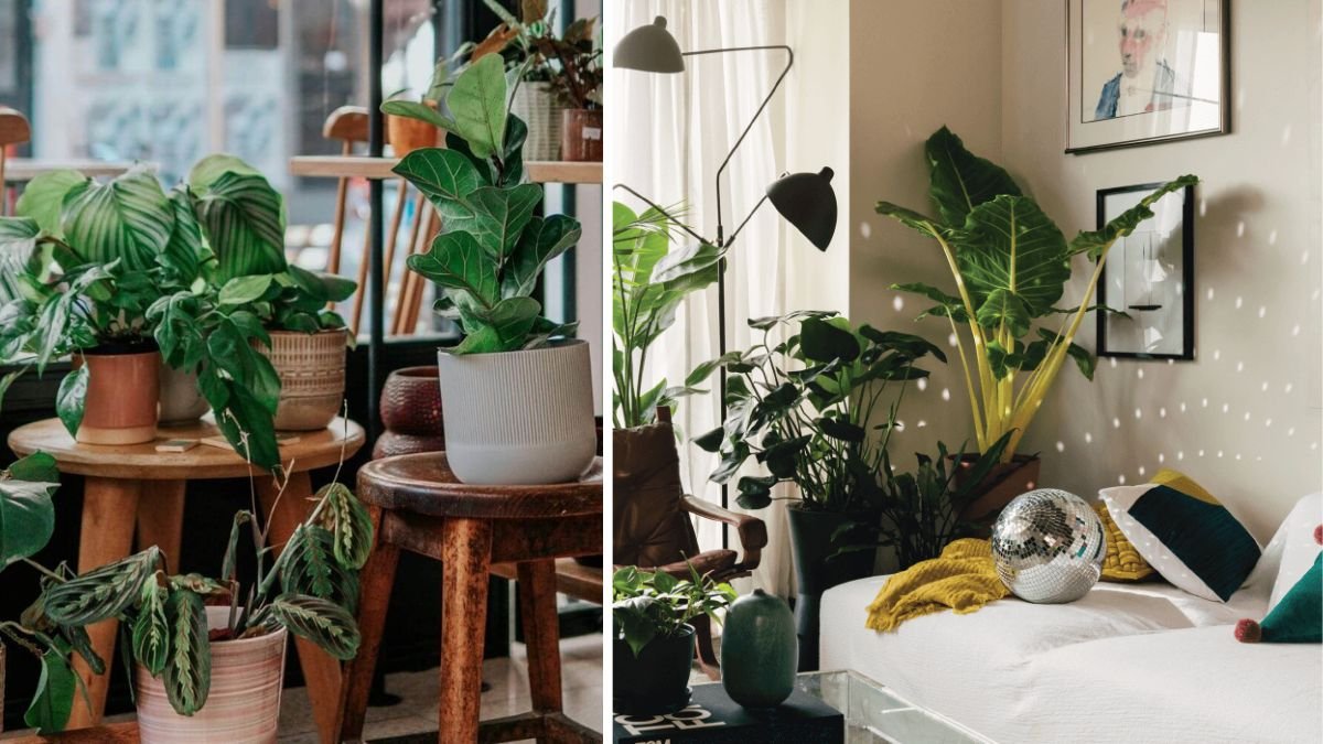 Curiosity Unveiled: How Does Music Influence Plant Growth?