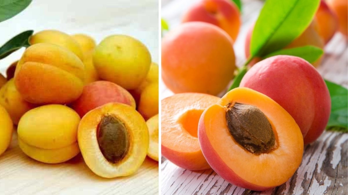 7 Health Benefits Of Consuming Dried Apricots Or Khumani