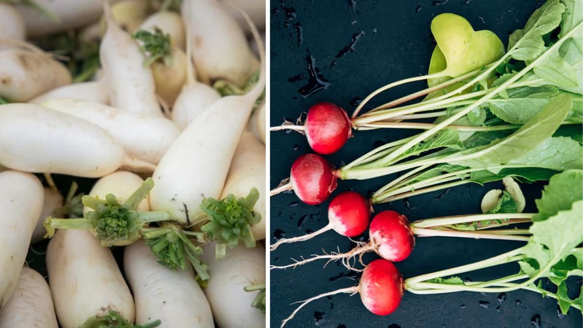 6 Health Benefits Of Muli Or Radish