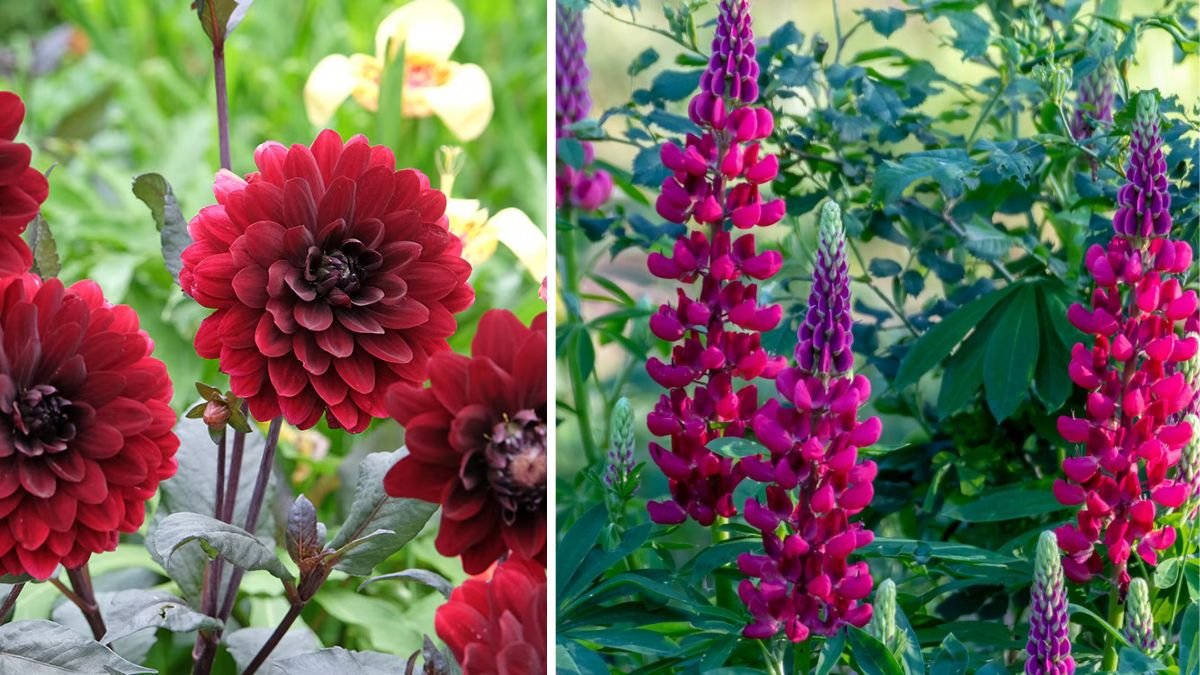 How Can You Achieve Stunning Flowers with Bold Deep Burgundy Foliage?