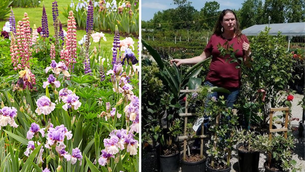 What's the Secret to Cultivating a Fragrant Garden All Year Long?