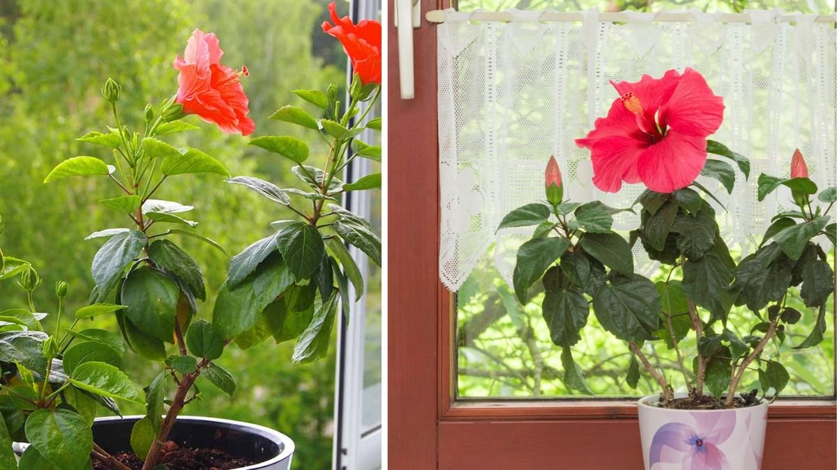 Unveiling the Hidden Strategies for Successfully Overwintering Your Favorite Tropical Flowers