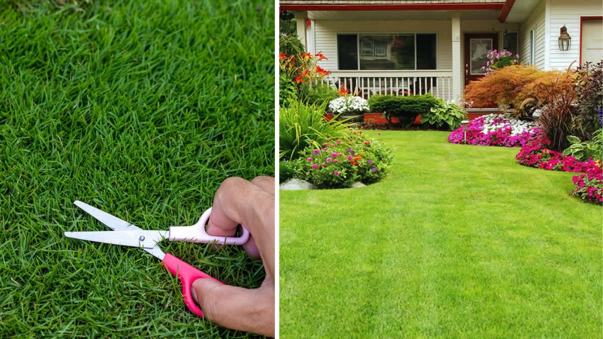 How Can You Achieve a Perfectly Green Lawn Naturally and Sustainably?