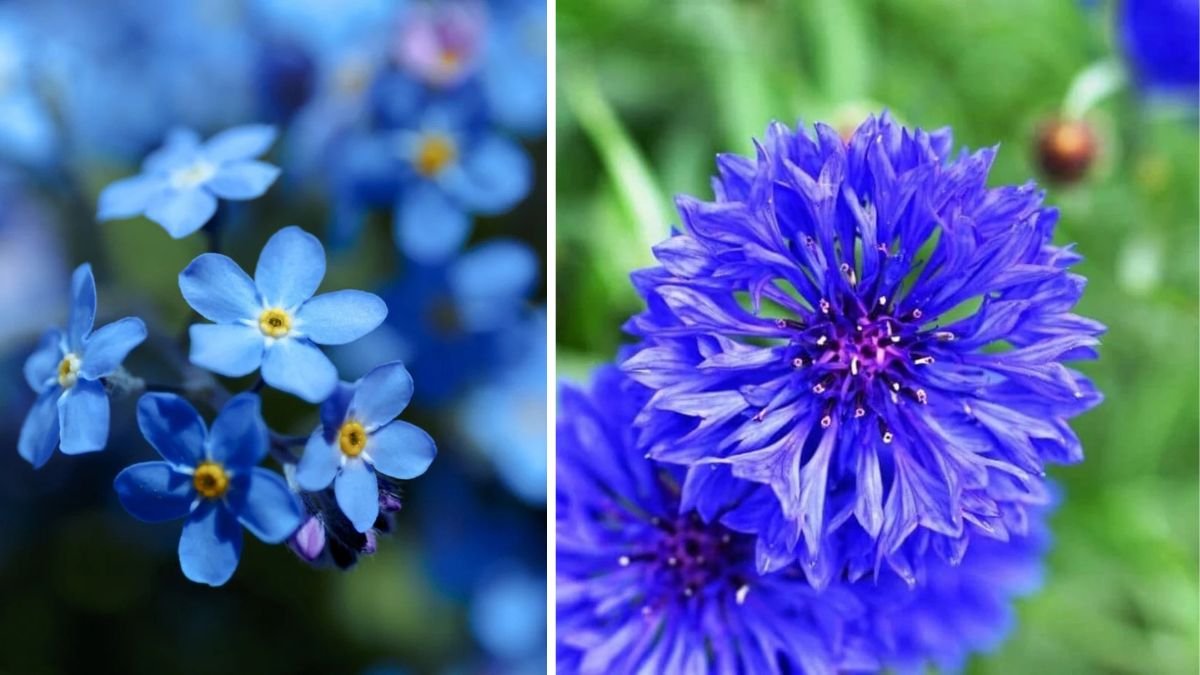 Why Are Blue Flowers the Most Challenging to Cultivate Yet So Rewarding?