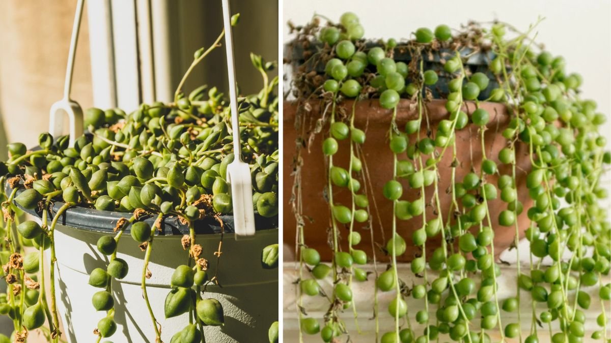 Why Is Your String of Pearls Shriveling Up?