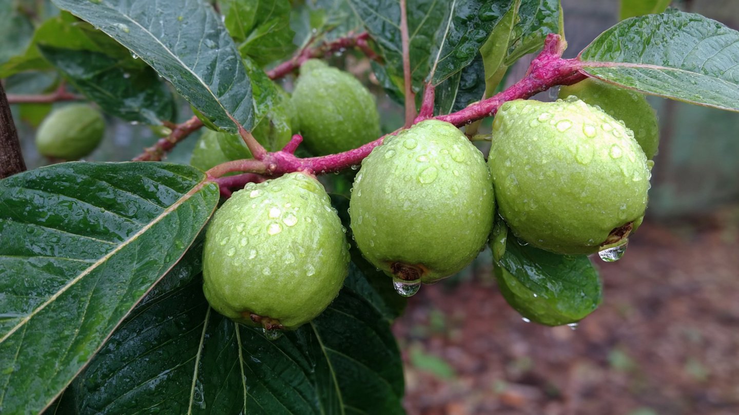 A Great Idea for Growers: Grafting Guava With Hardy Rootstocks for Bigger, Sweeter, Faster Fruits!