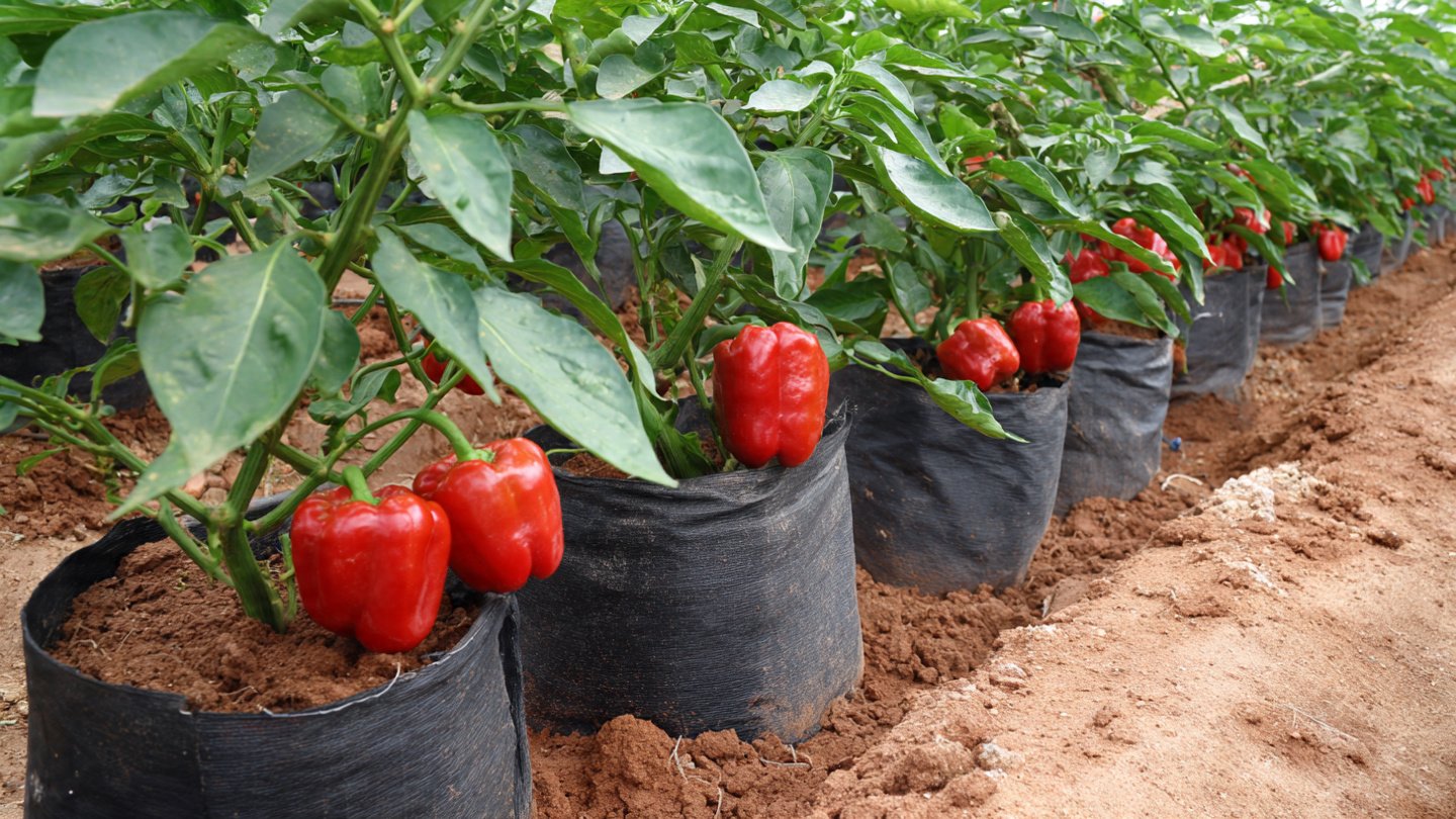 A New High-Productivity Technique for Growing Capsicum Plants with Bigger and Continuous Harvests