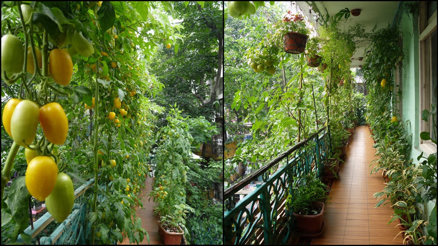 Amazing Vegetable Garden on the Balcony with Perfect Hanging Garden Ideas
