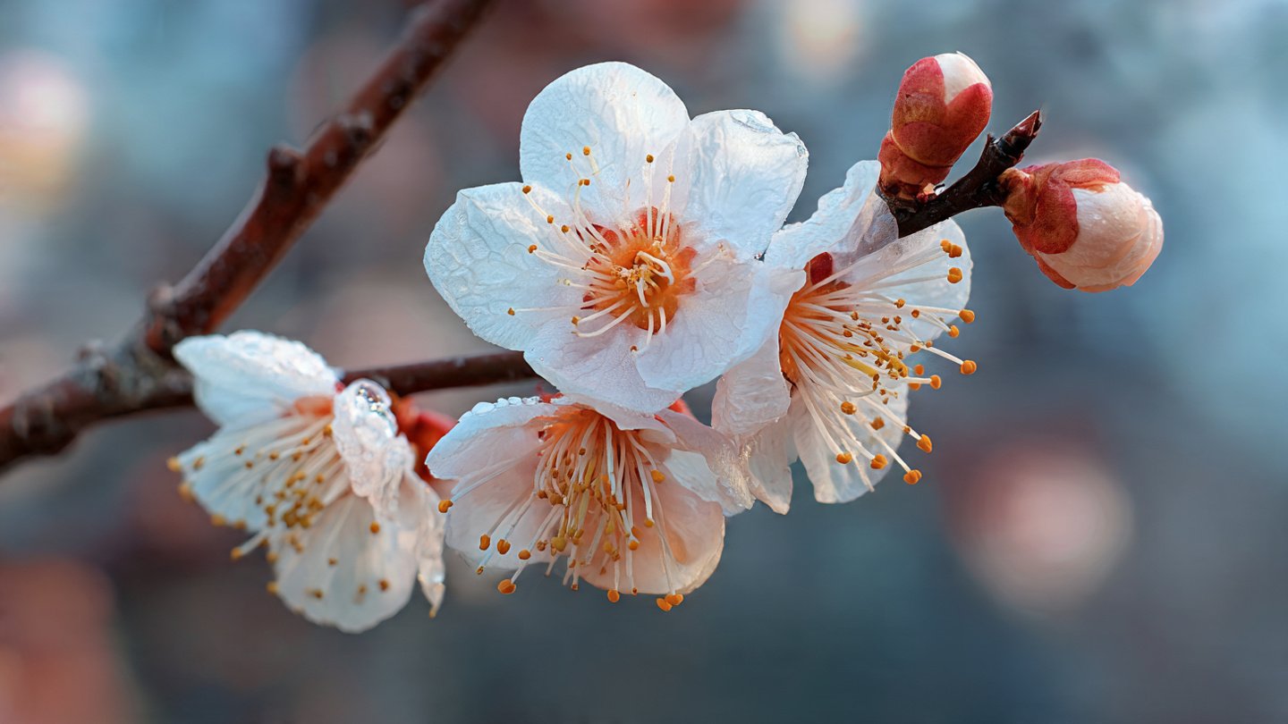 Best Methods for Safeguarding Apricot Blossoms Against Cold Weather