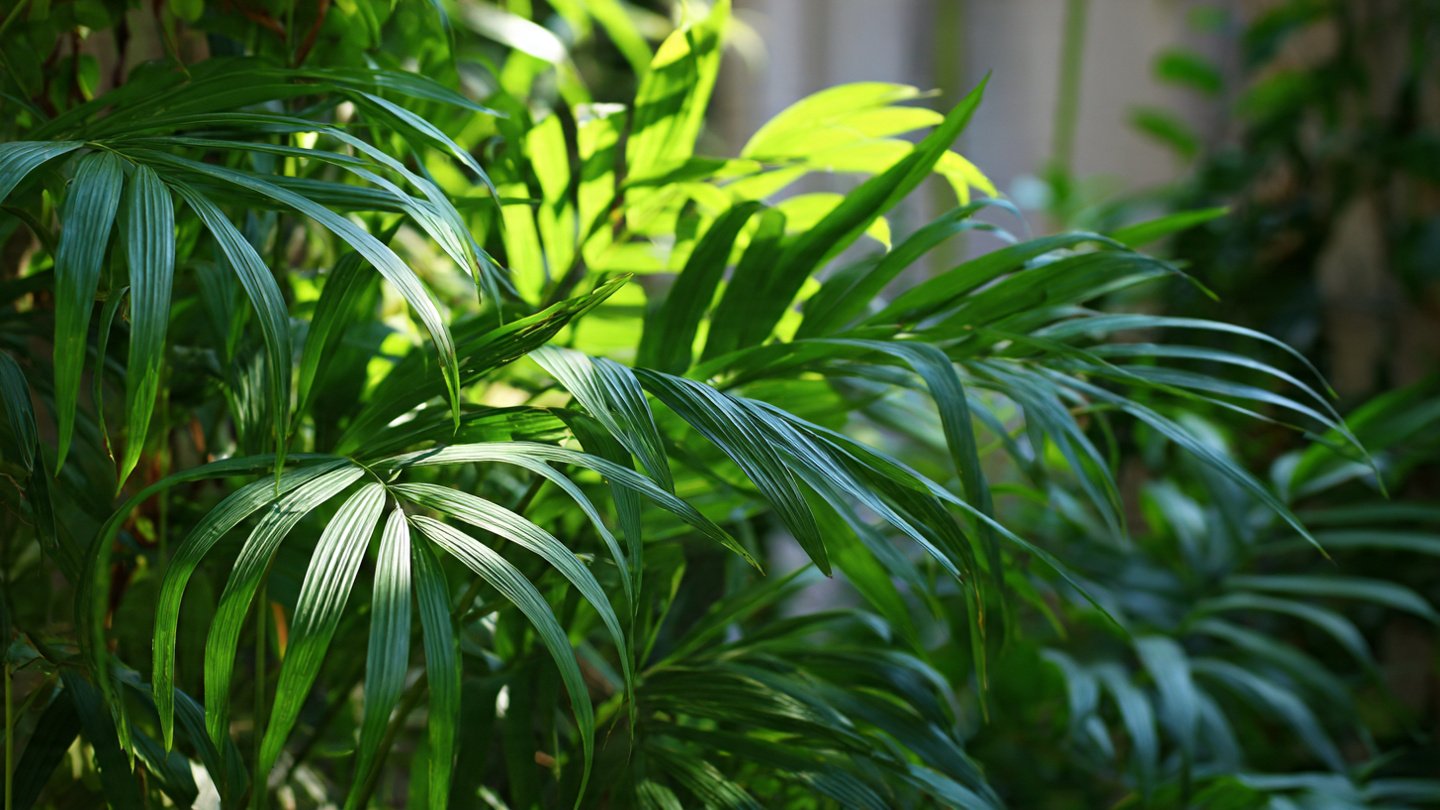 Best Strategies for Successfully Growing Parlor Palm in Shady Environments
