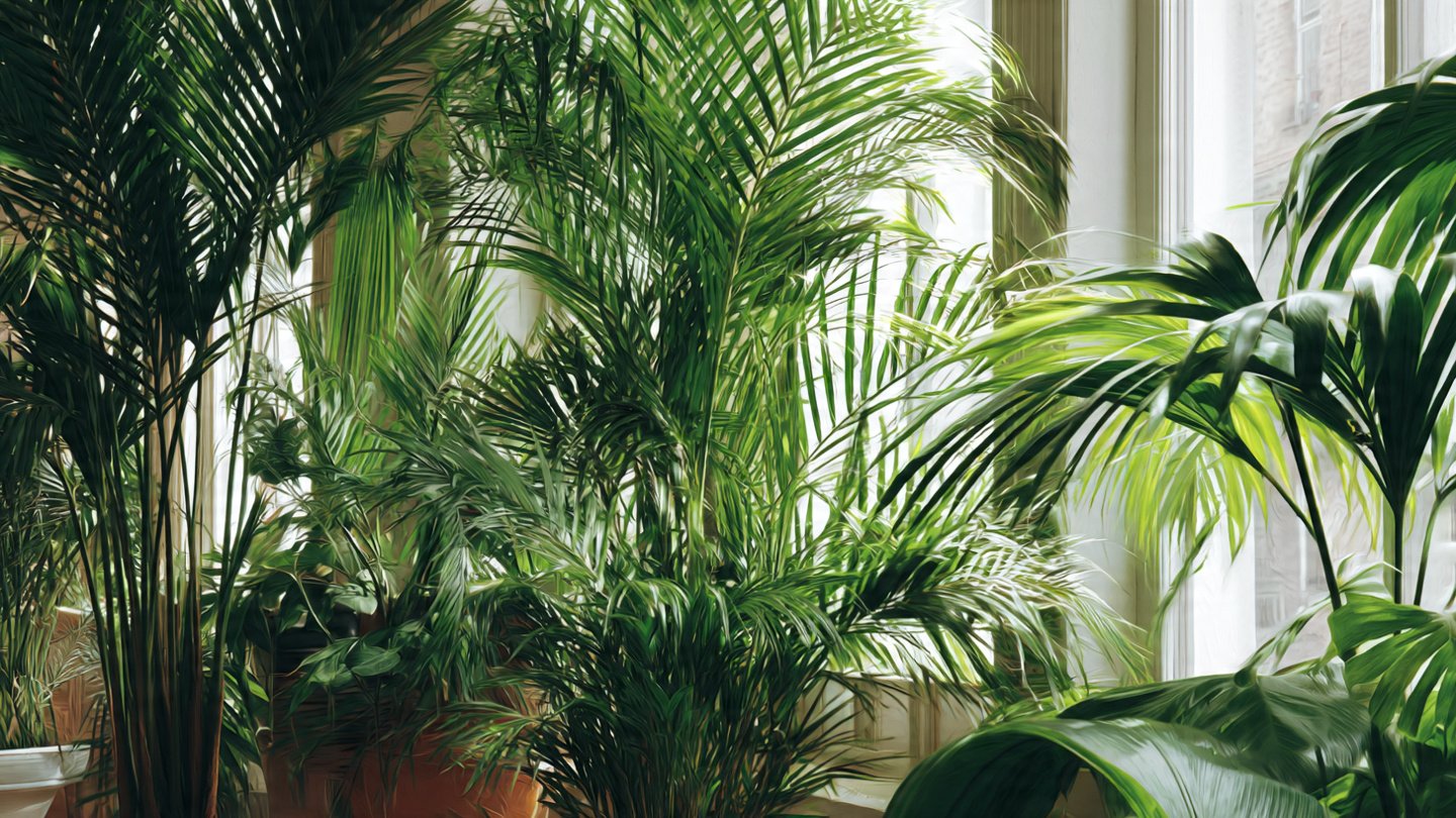 Best Tips for Growing Palm Plants in Your Living Room for a Lush Indoor Oasis