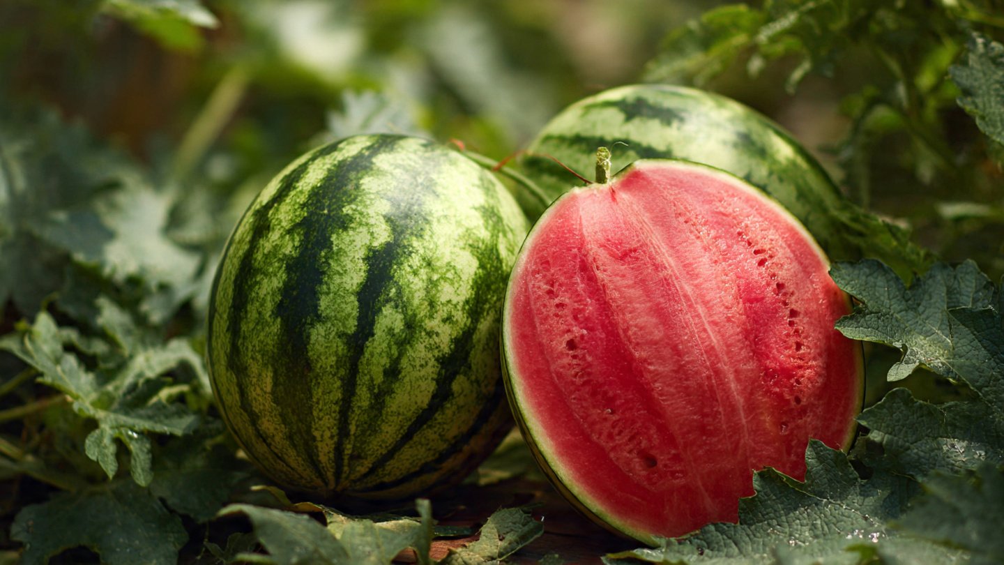 Big, Sweet Watermelons at Home: The Little-Known Secret for a Record-Breaking Harvest