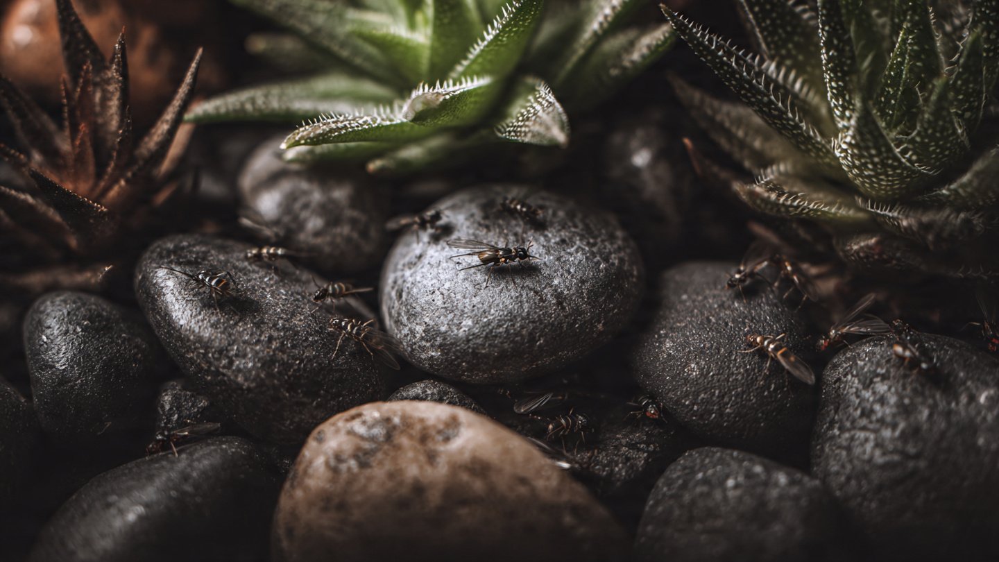 How Can a Living Wall Transform Your Bedroom for Better Sleep?