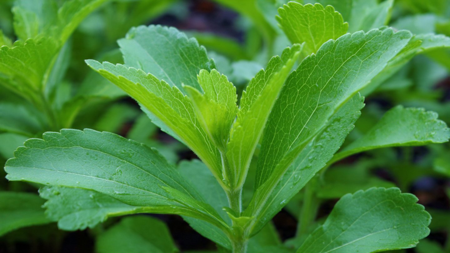 Can You Really Grow Your Own Stevia for a Natural Sugar Substitute?