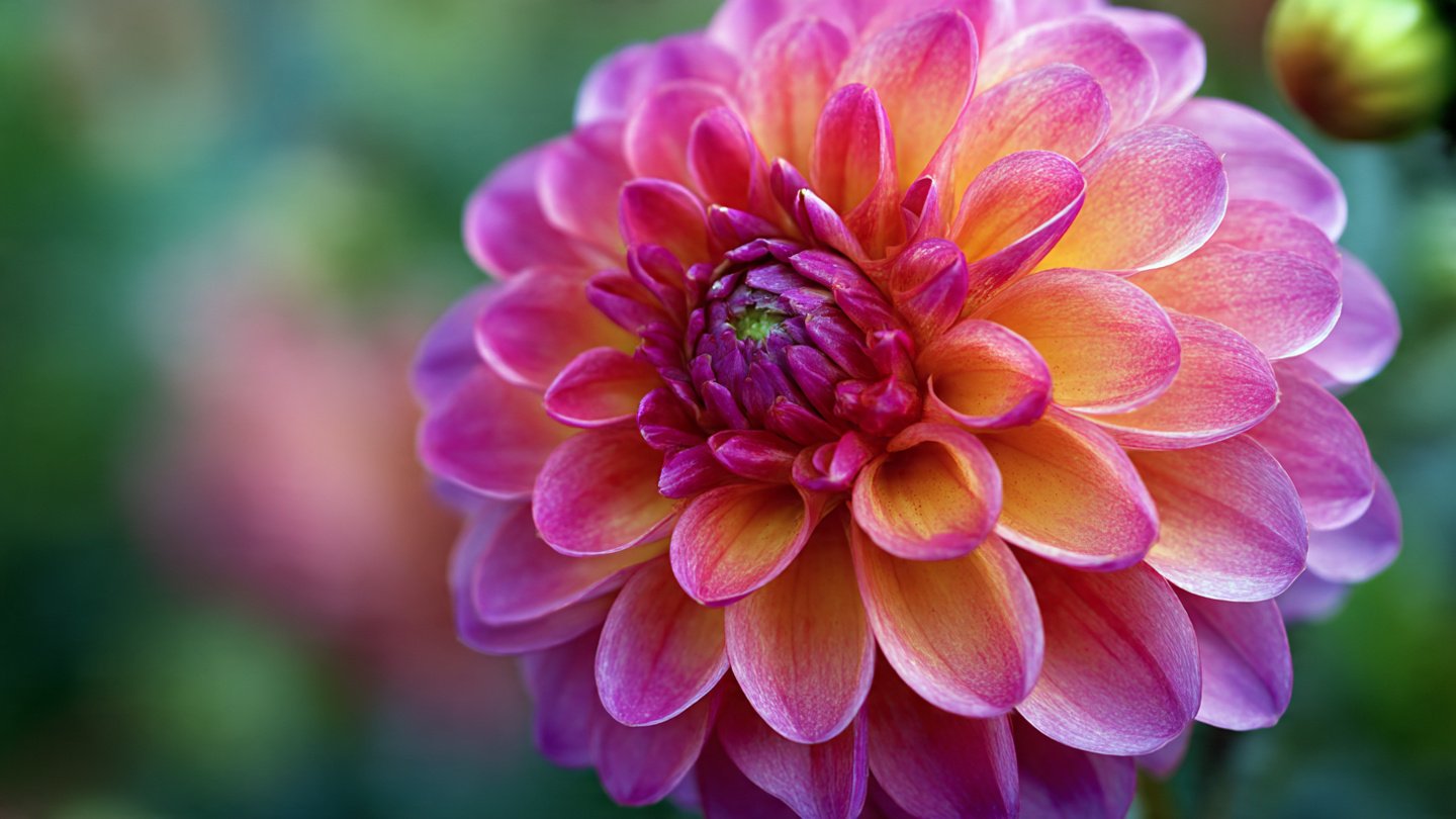Discover the Effective Techniques for Growing Large Vibrant Dahlia Blooms in Your Garden