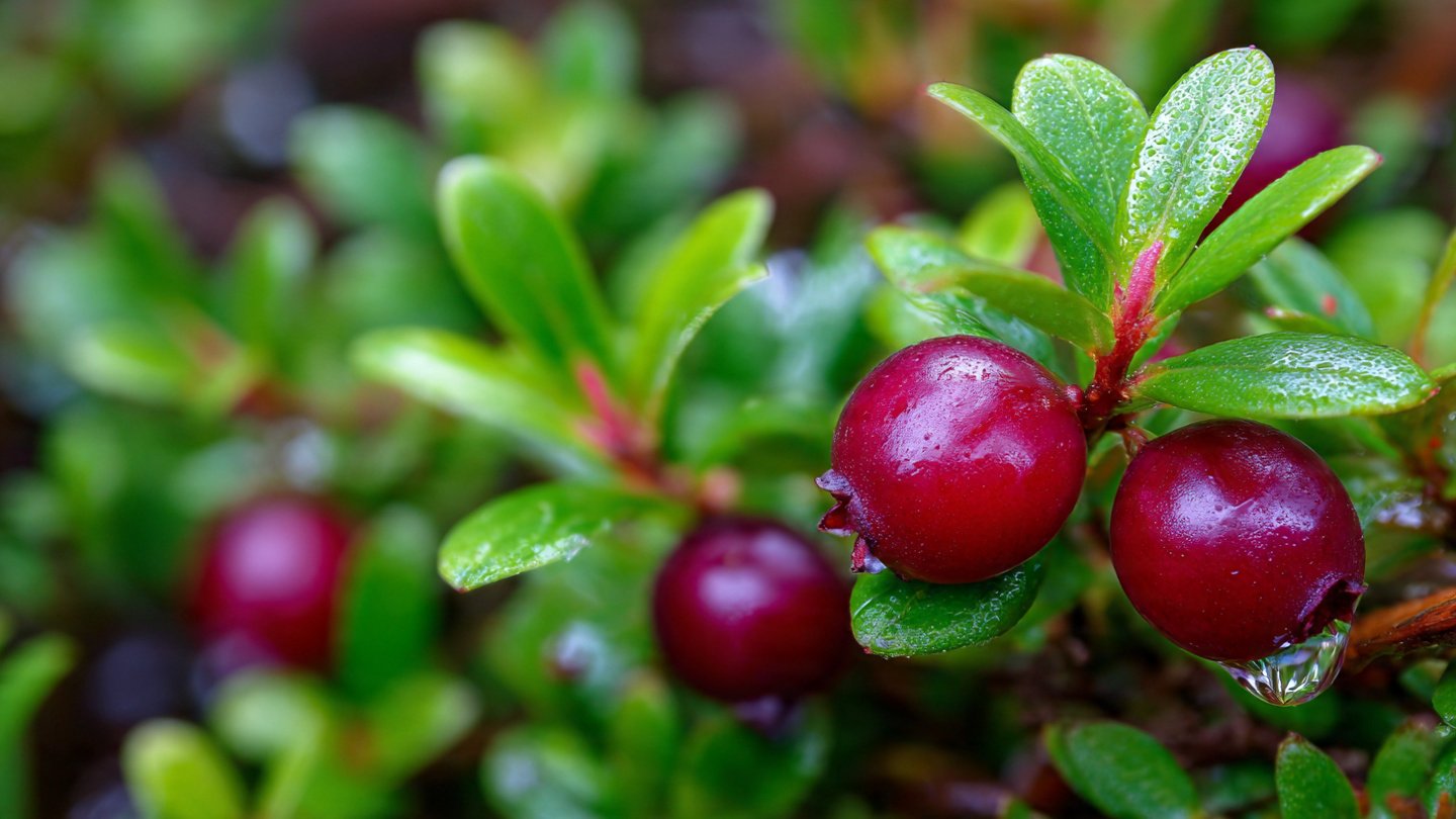 Discover the Secrets to Accelerating Lingonberry Growth in Your Garden with Simple Techniques