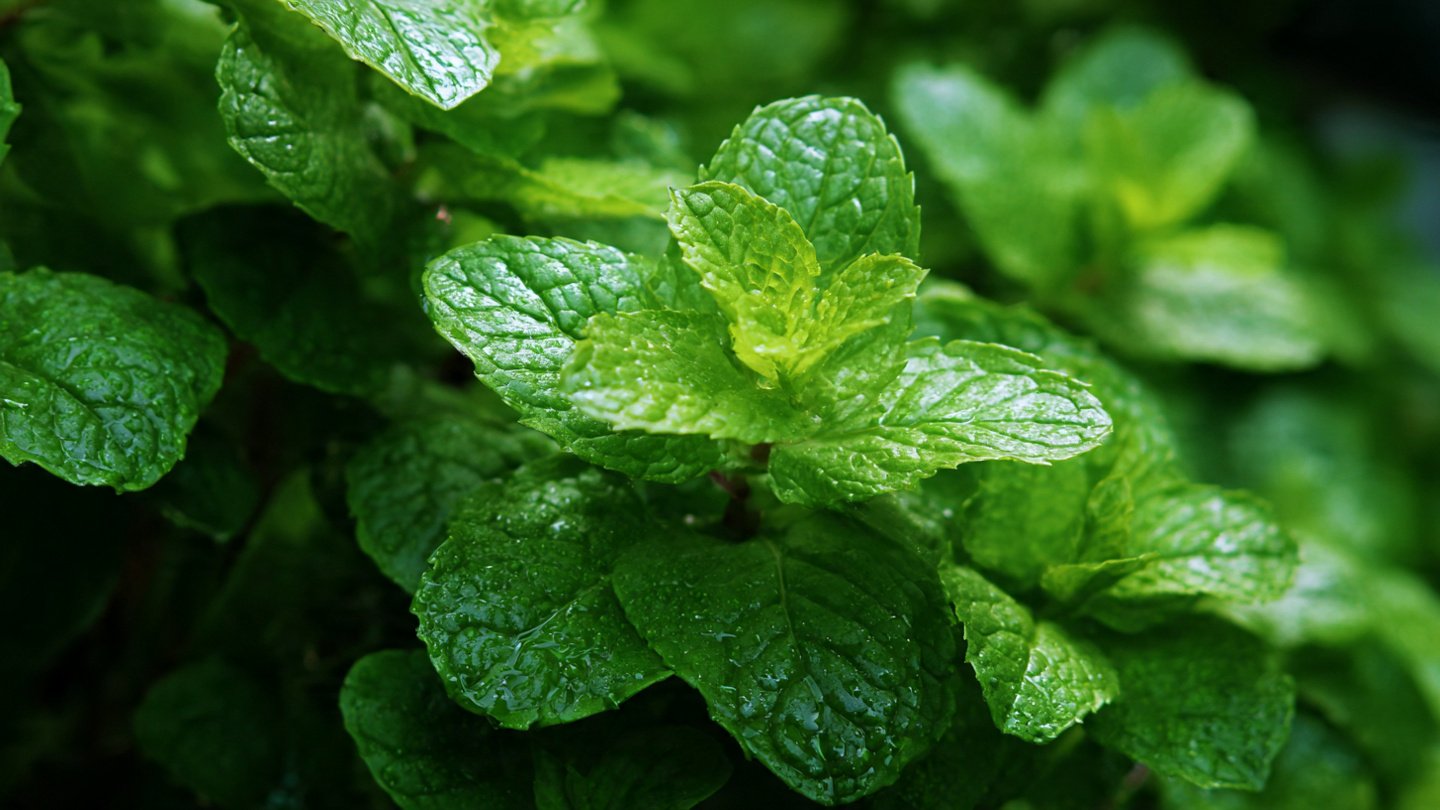 Discover the Simple Secrets to Growing Mint in Shady Areas Successfully