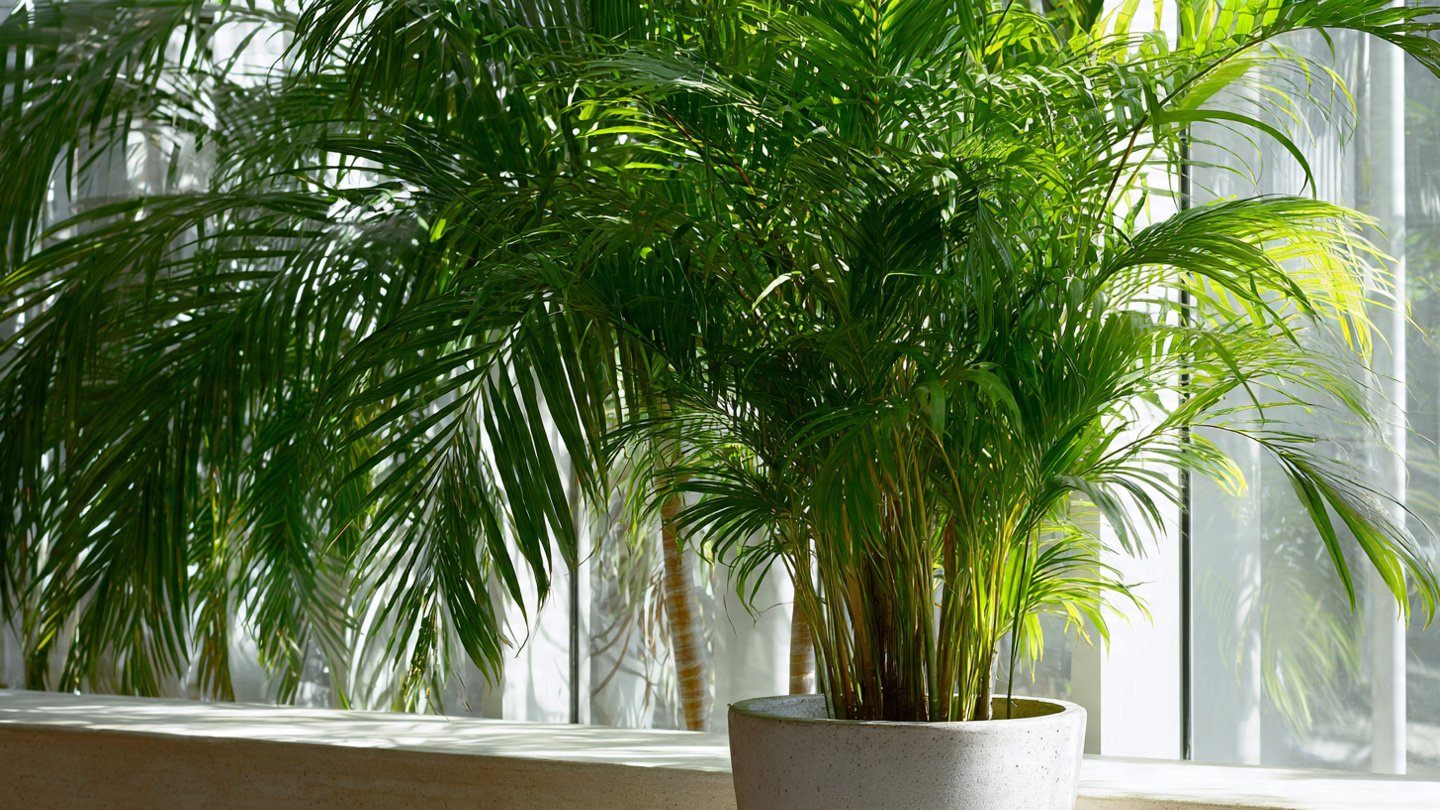 Discover the Simple Techniques for Growing Lush Bushy Areca Palms Indoors the Easy Way