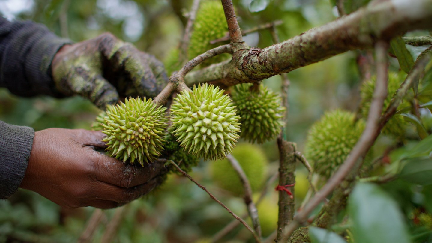 Durian Grafting Method | Fast Cleft Grafting for Strong & Productive Trees