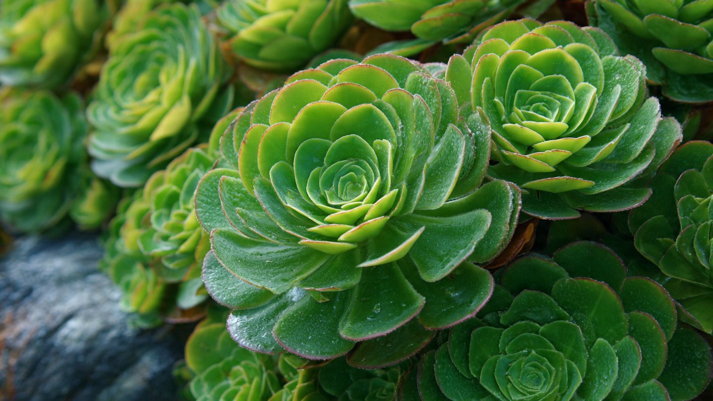 Easy Guide to Cultivating Beautiful Aeonium Rosettes Outdoors with Minimal Effort