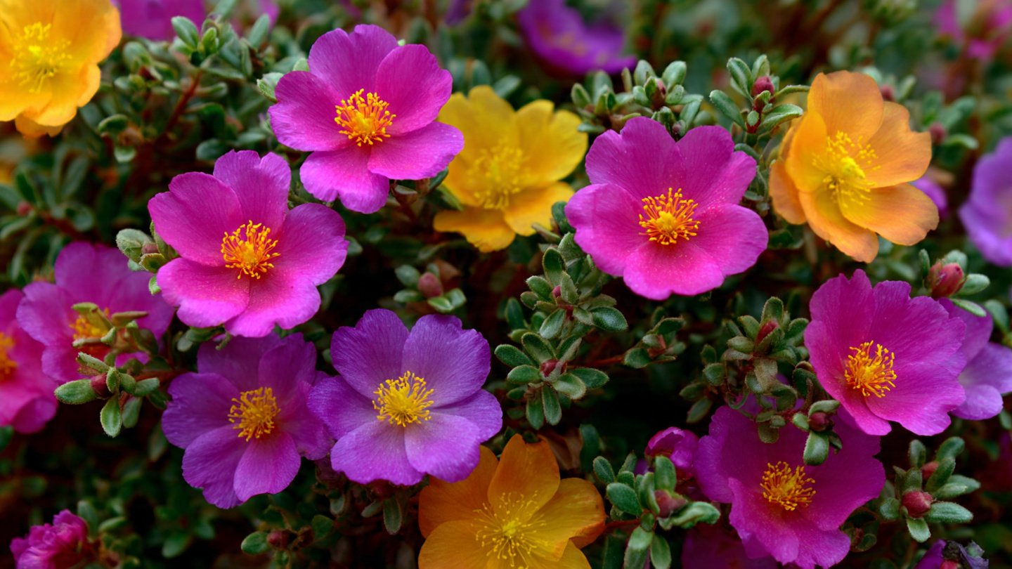 Easy Guide to Growing Vibrant Portulaca for a Colorful Garden
