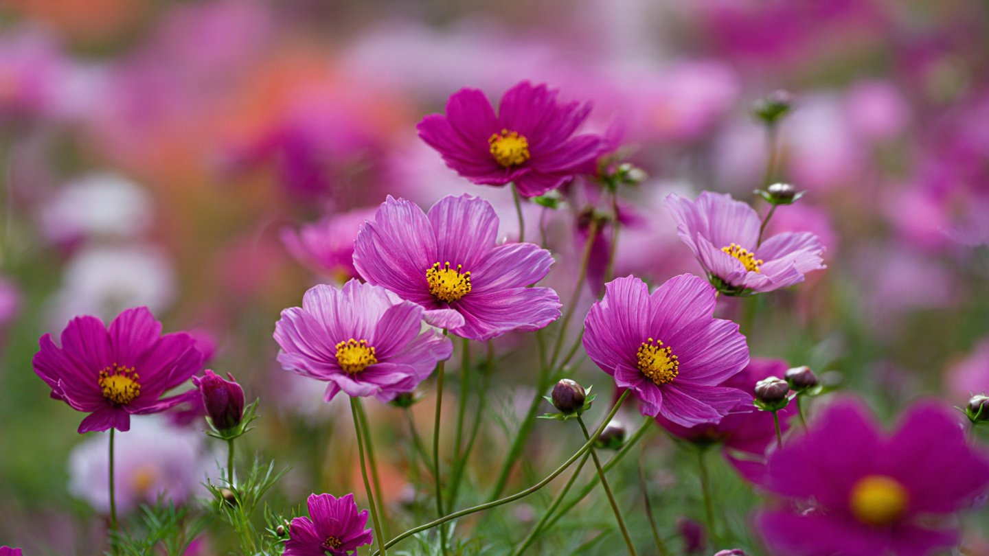 Easy Guide to Rapid Growth of Cosmos Plants Without the Need for Thinning Techniques