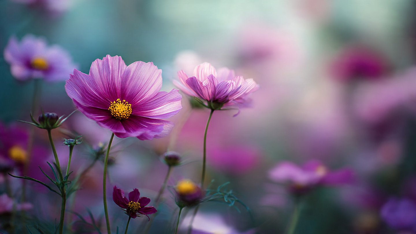 Easy Guide to Rapid Growth of Cosmos Plants Without the Need for Thinning Techniques