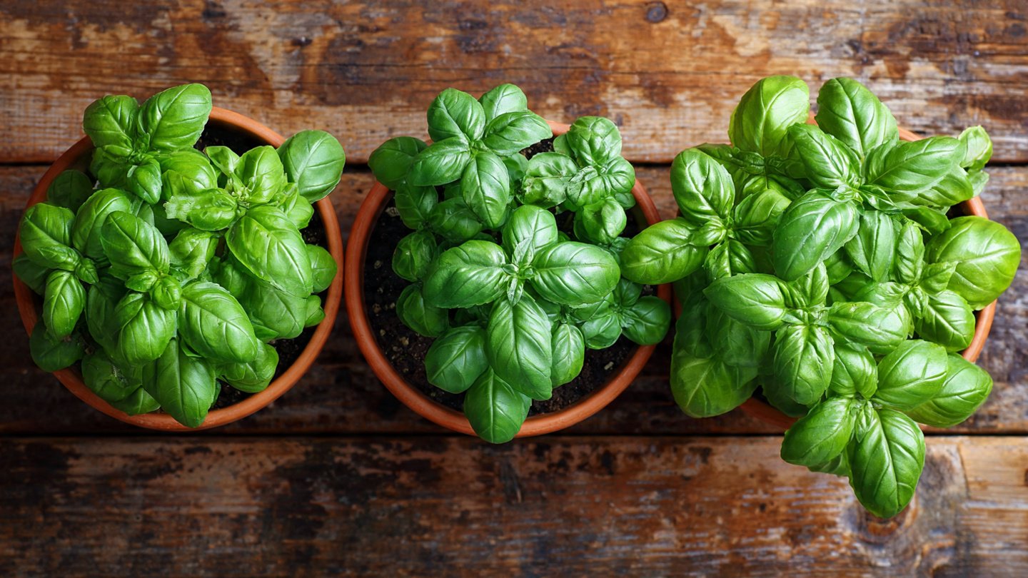 Easy Hacks for Thriving Basil in Small Pots That Anyone Can Try at Home