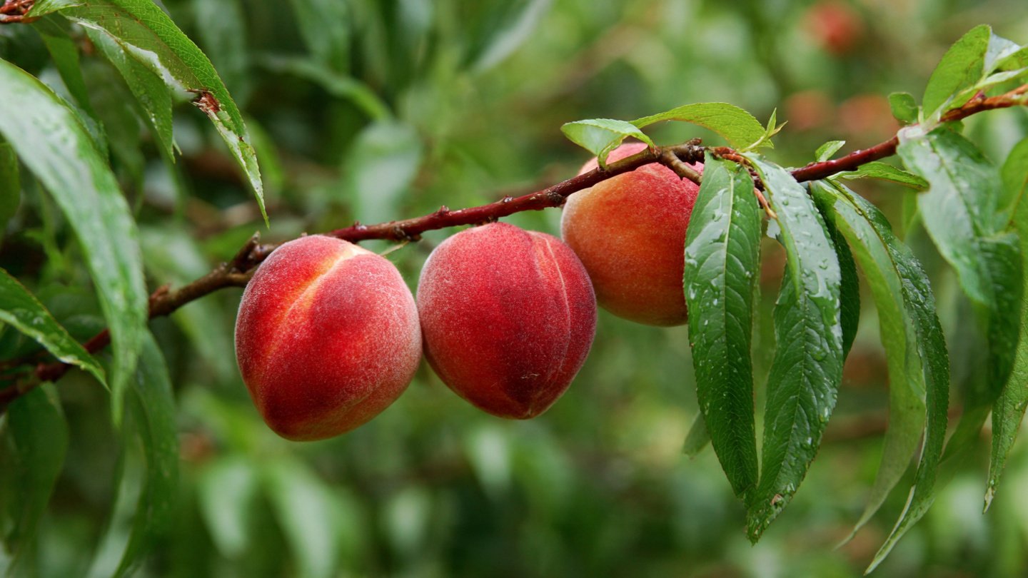 Easy Steps for Successfully Growing Peaches from Seed in Cold Climates for Beginners
