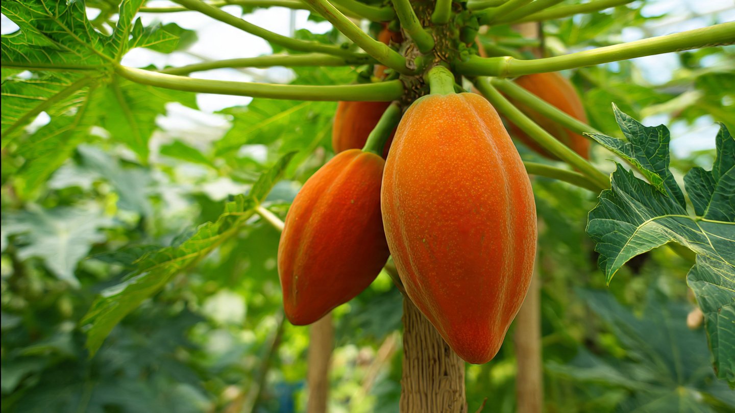 Easy Way to Graft Papaya: Boost Growth, Get Bigger Fruits, and Multiply Your Harvest