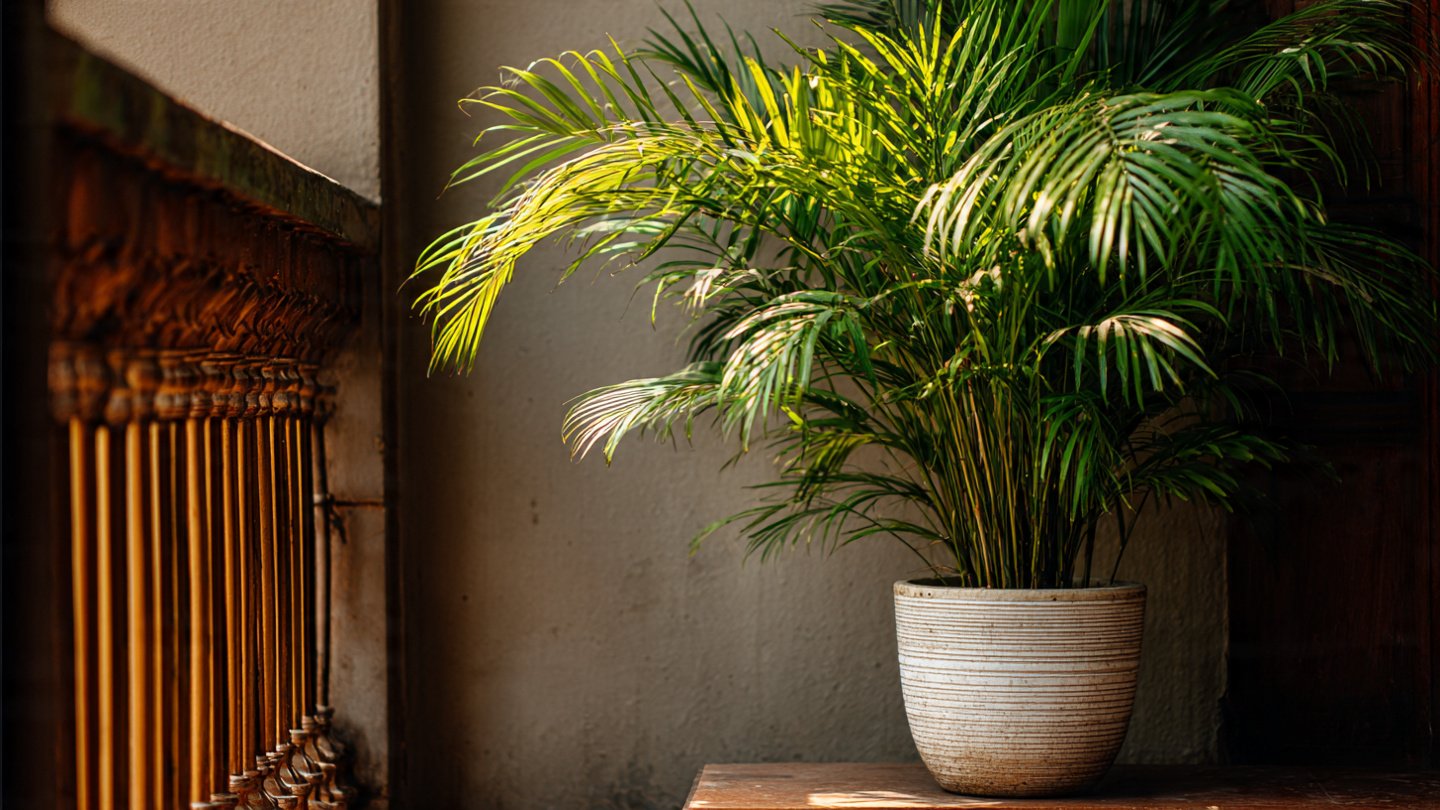 Effective Techniques for Promoting Healthier Growth of Areca Palm While Preventing Brown Tips