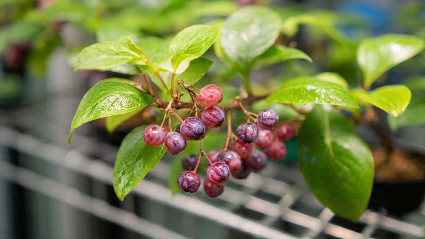 Effective Techniques for Propagating Berry Plants at Home