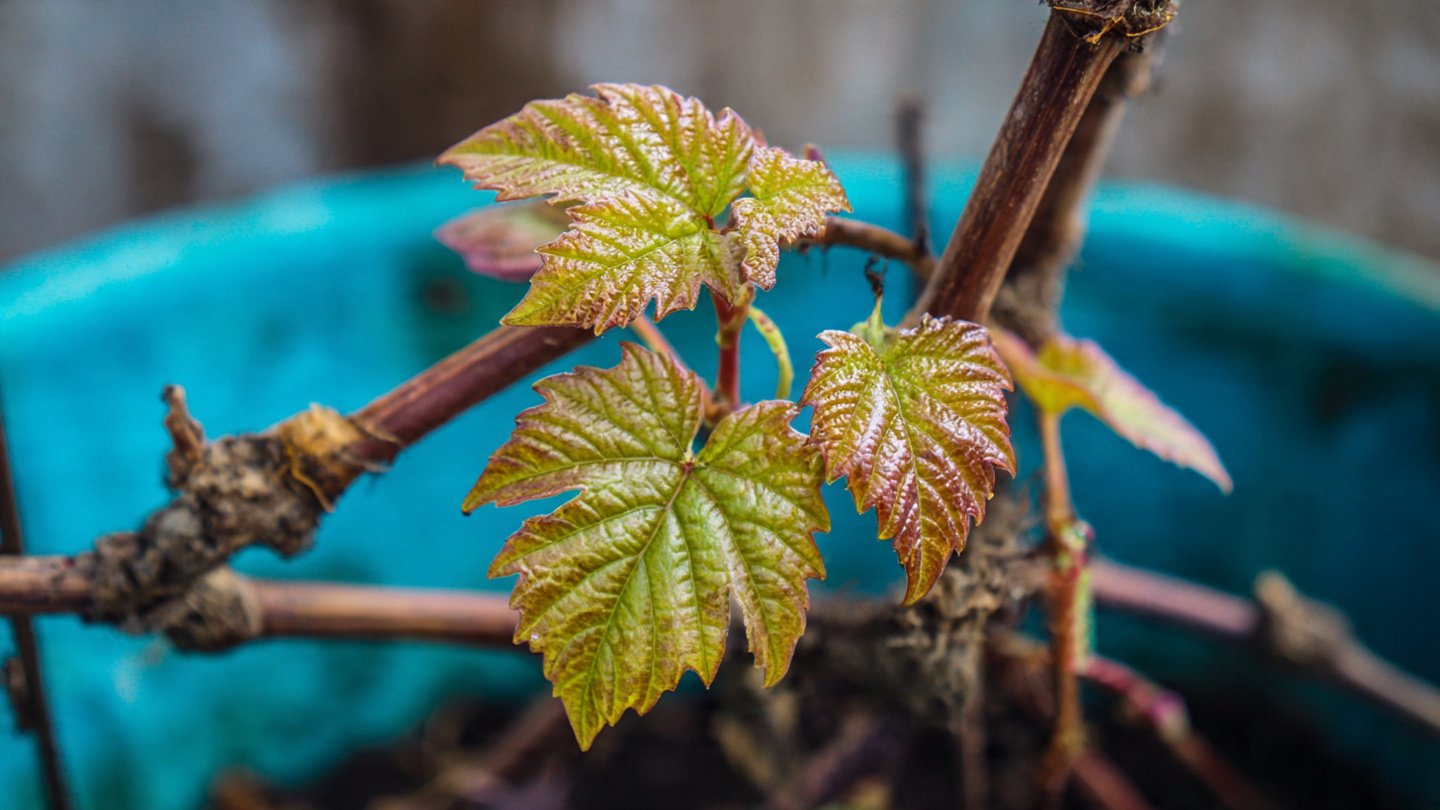 Eight Months After Planting Grape Cuttings: The Incredible Growth and Results You Must See