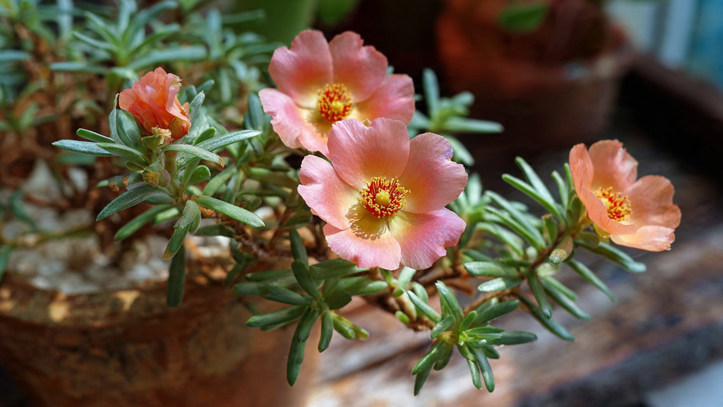 Exploring Effective Techniques for Growing Portulaca from Cuttings