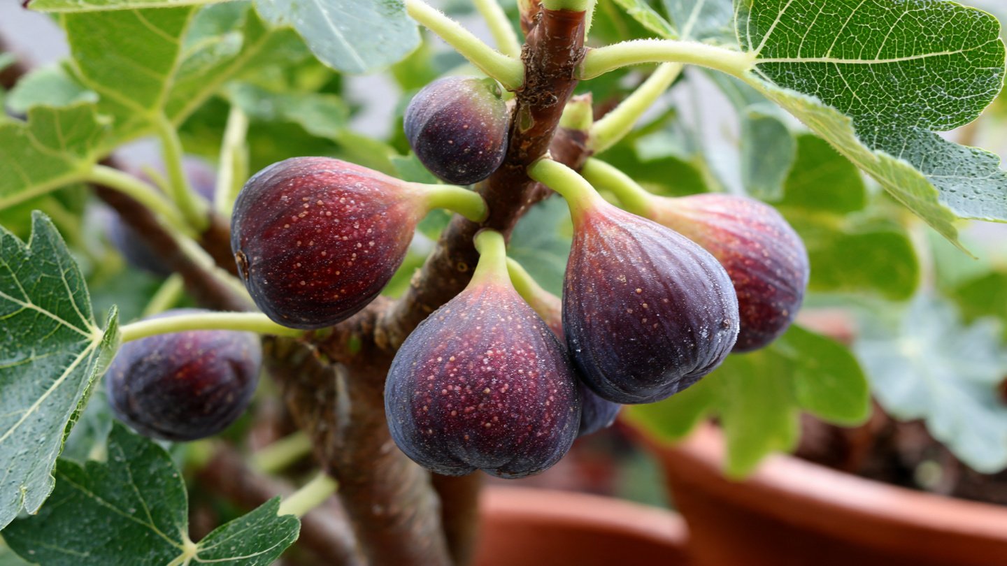 Fresh Figs Anywhere: How to Grow Figs Successfully in Containers No Matter Where You Live