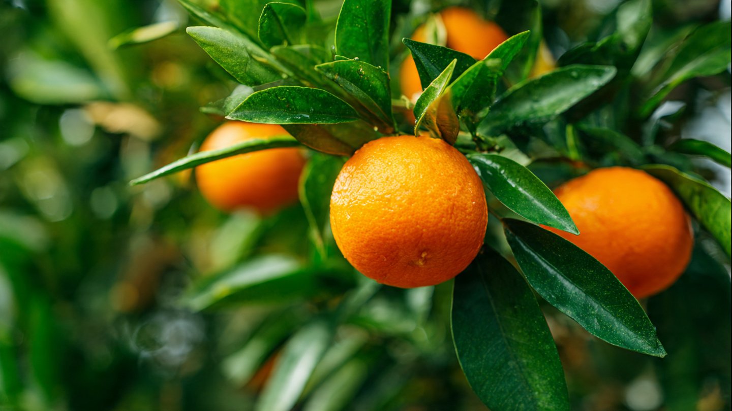 From Fruit to Tree: The Complete Guide to Growing an Orange Tree from a Fresh Orange