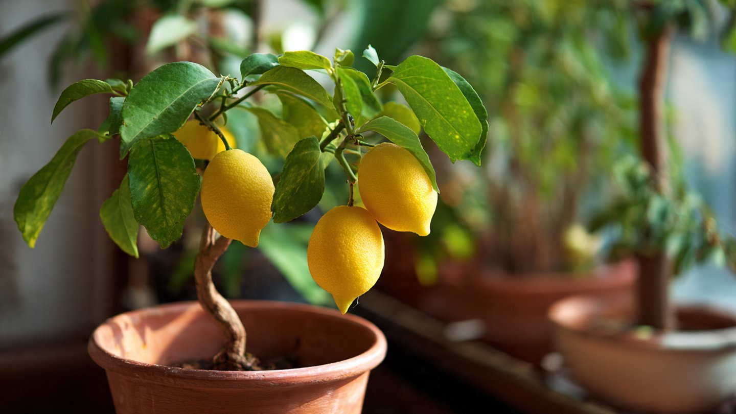 From Kitchen Scraps to Citrus Success: How to Grow a Lemon Tree From Seeds at Home