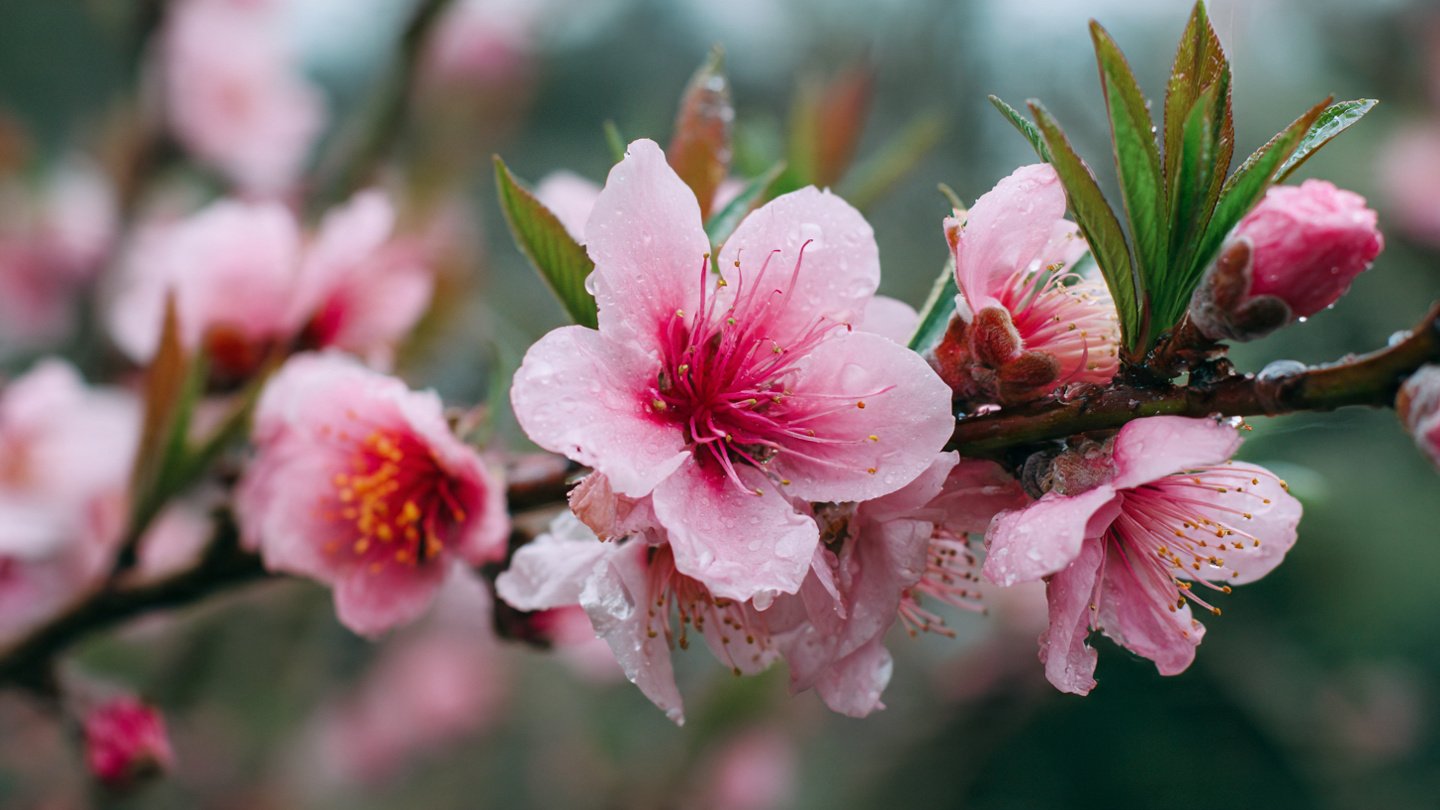 From Sapling to Sweet Harvest: The Complete Guide to Growing a Backyard Peach Tree