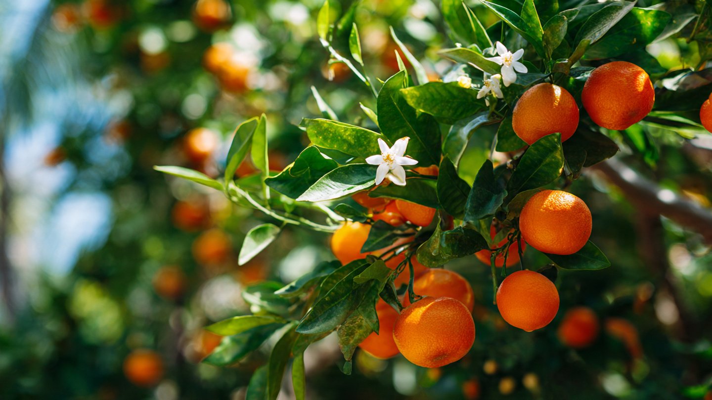 From Snack to Citrus Tree: A Complete Guide to Growing an Orange Tree From a Fresh Orange