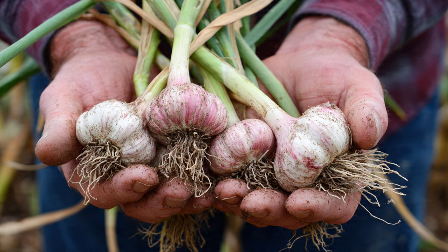 Garlic Made Easy: A Complete Step-by-Step Guide to Growing Garlic at Home for Big, Flavorful Bulbs