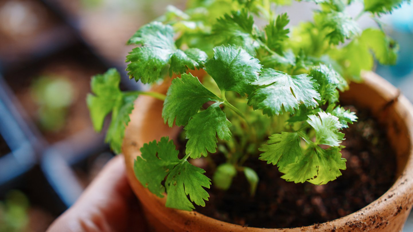 Grow Fresh Coriander at Home Easily: Your Complete Guide to a Thriving Herb Garden!