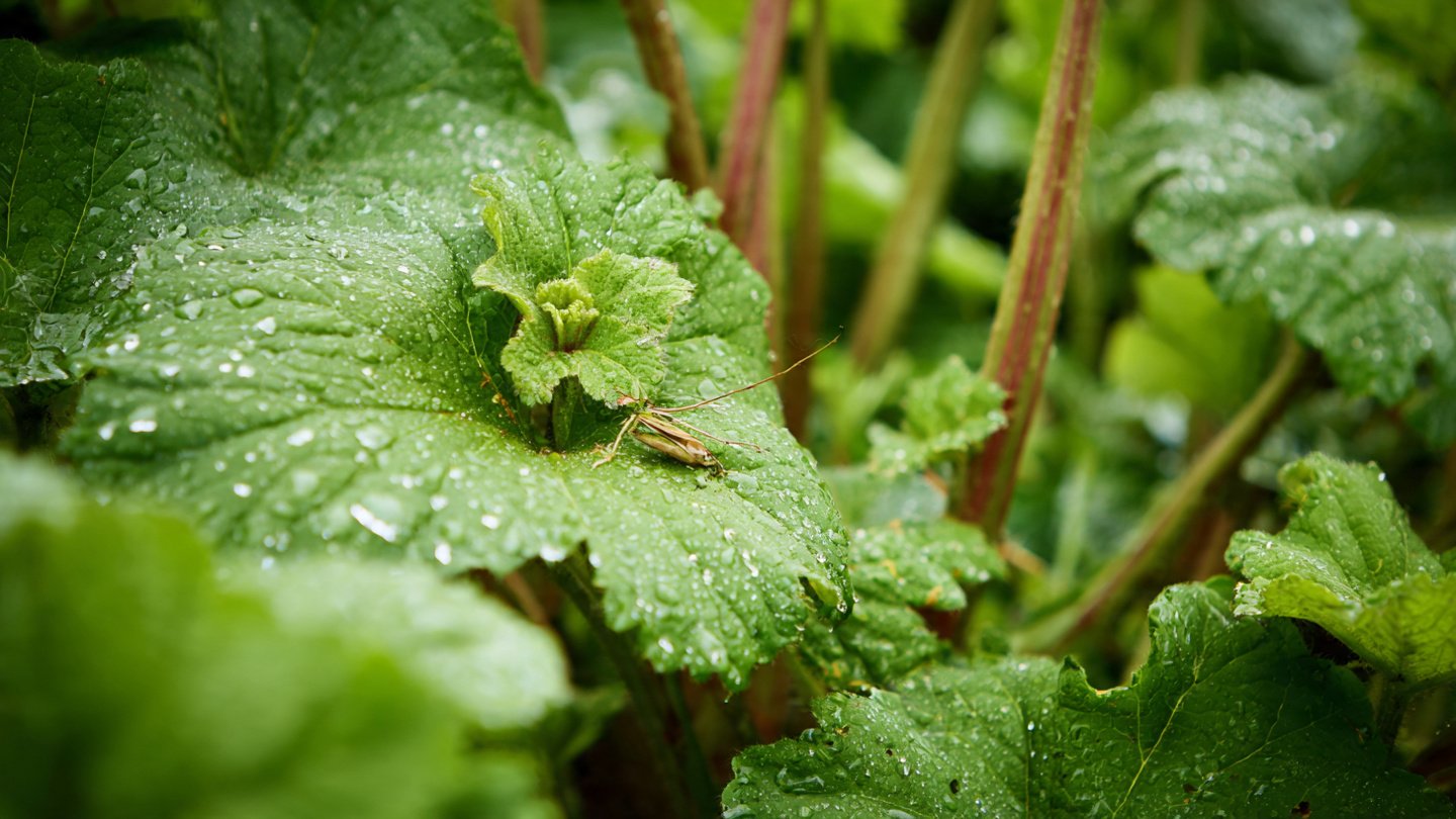 How Can a Sacrifice Plant Protect Your Garden from Pests?